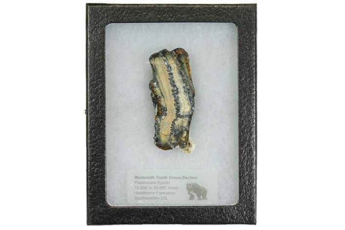 Mammoth Molar Slice With Case - South Carolina #144341